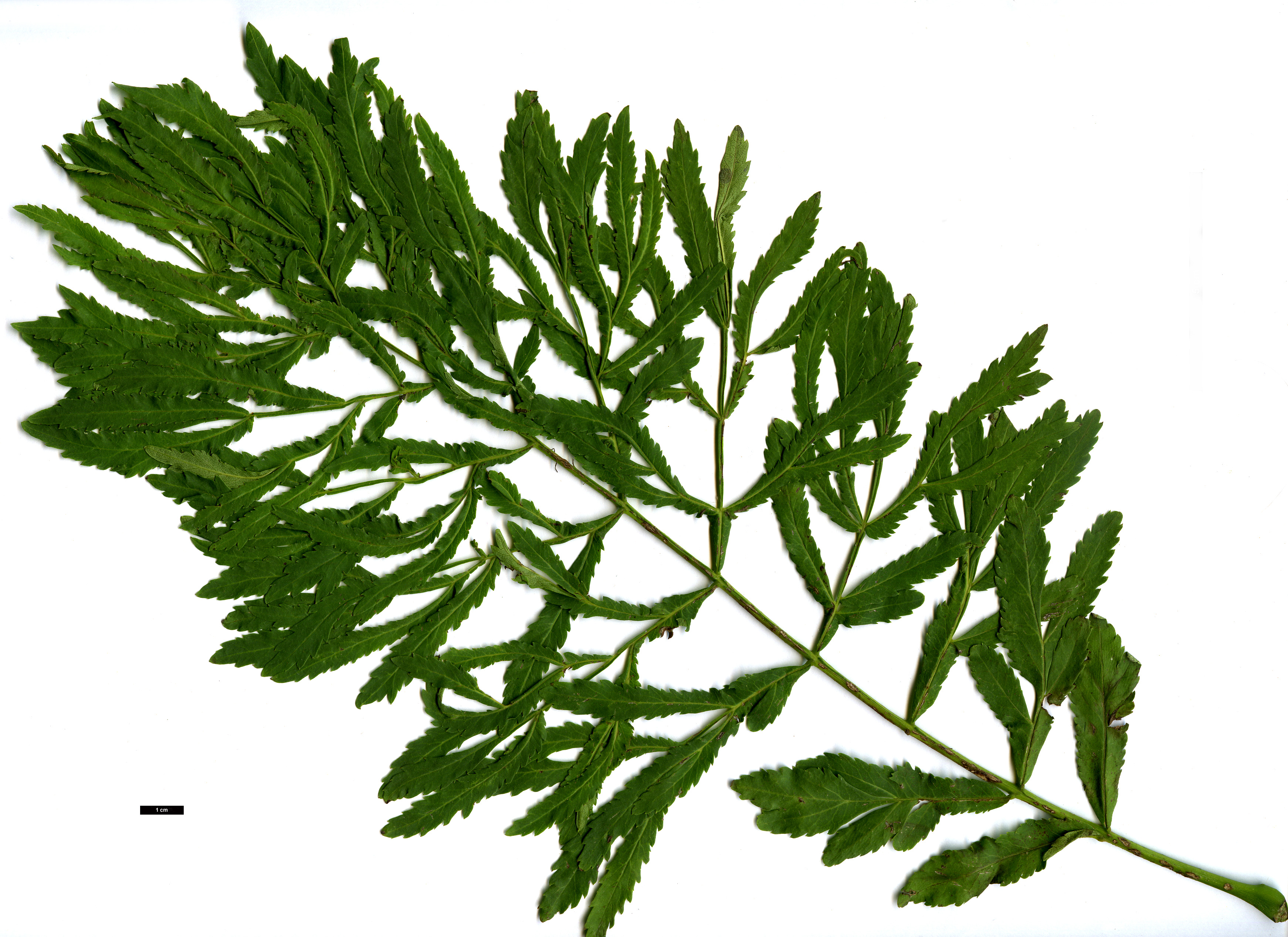 High resolution image: Family: Juglandaceae - Genus: Pterocarya - Taxon: stenoptera - SpeciesSub: 'Fern Leaf'